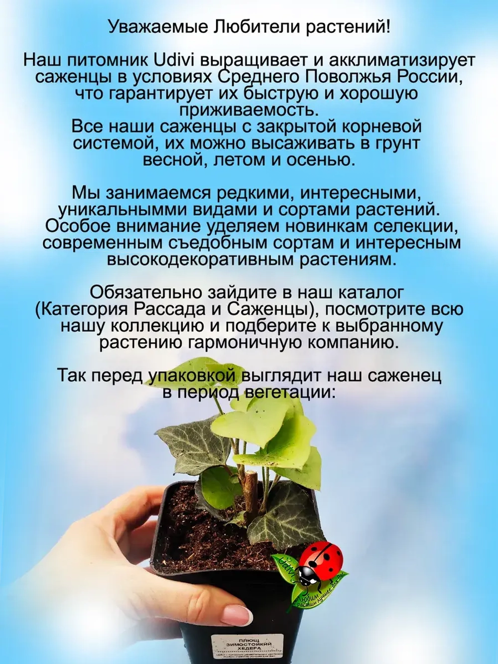 Хедера зимостойкий плющ