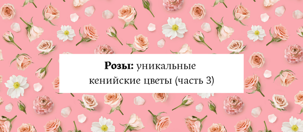 Розы: уникальные кенийские цветы (часть 3) Розы: уникальные кенийские цветы (часть 3)