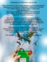 Даваллия Кроличья лапка комнатный папоротник