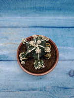 Astrophytum Myriostigma "Hakujo Fukuryu" (Астрофитум)