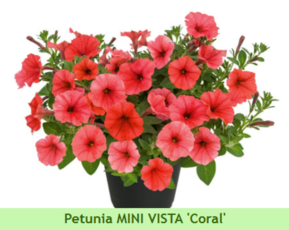 Петуния Mini Vista Corall ЕВРО укорененный черенок