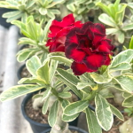 Адениум вариегатный WONDERFUL RED VAR (W47)