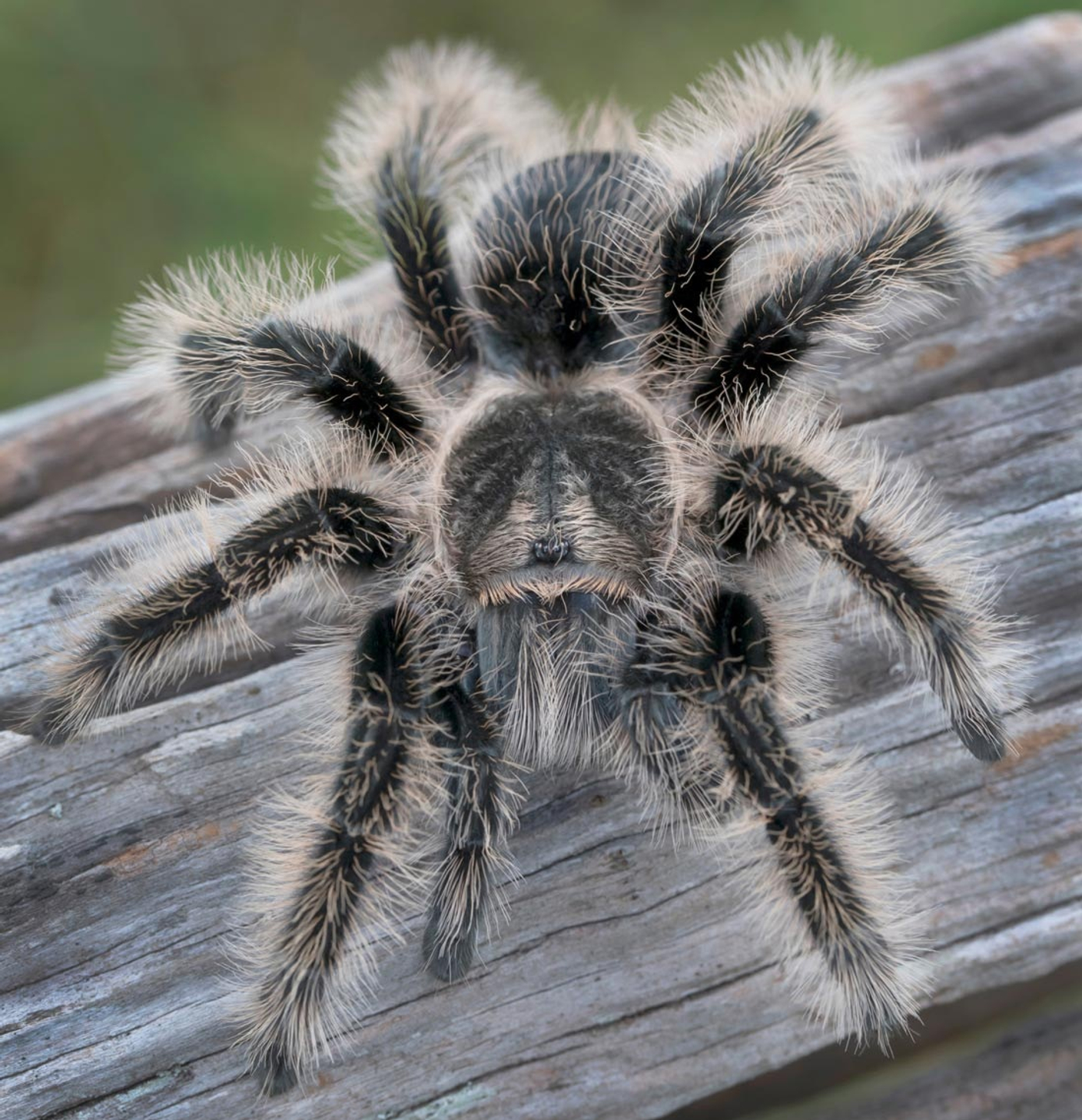 Содержание курчавого паука-птицееда Brachypelma (Tliltocatl) albopilosus