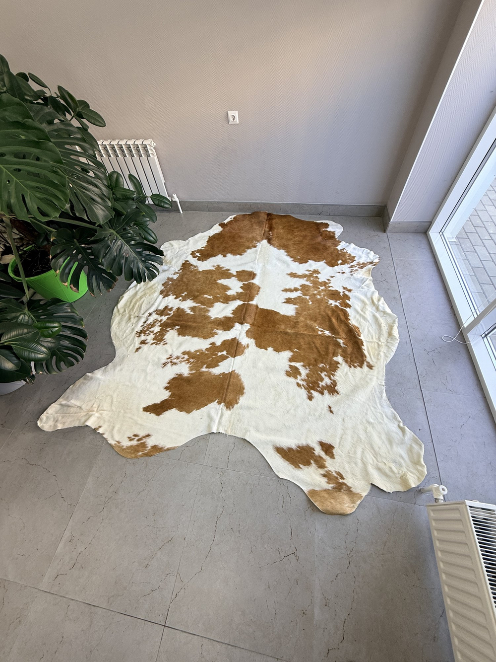 Коровья шкура на пол натуральная. 240 х 210 см