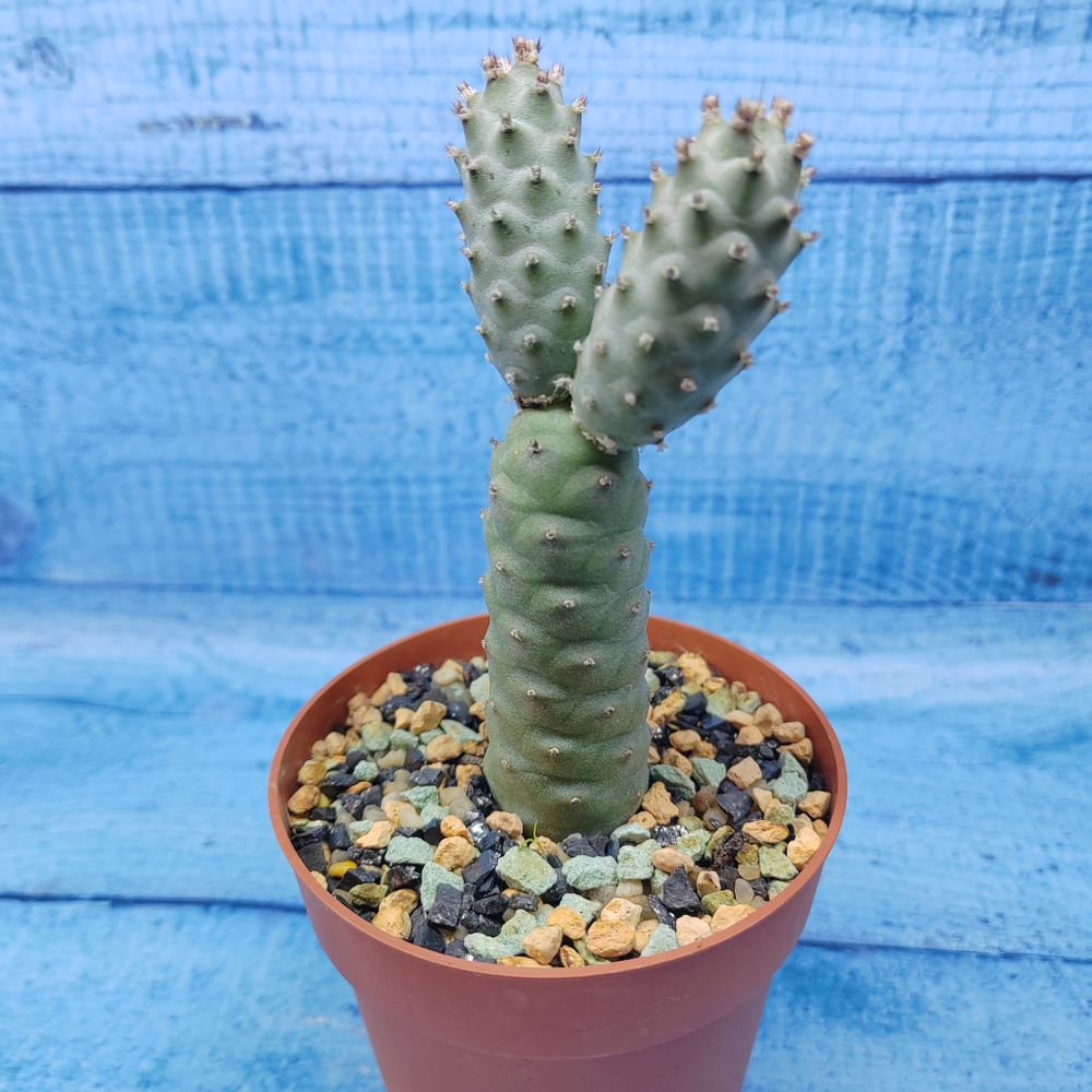 Tephrocactus Articulatus Diadematus (Тефрокактус)