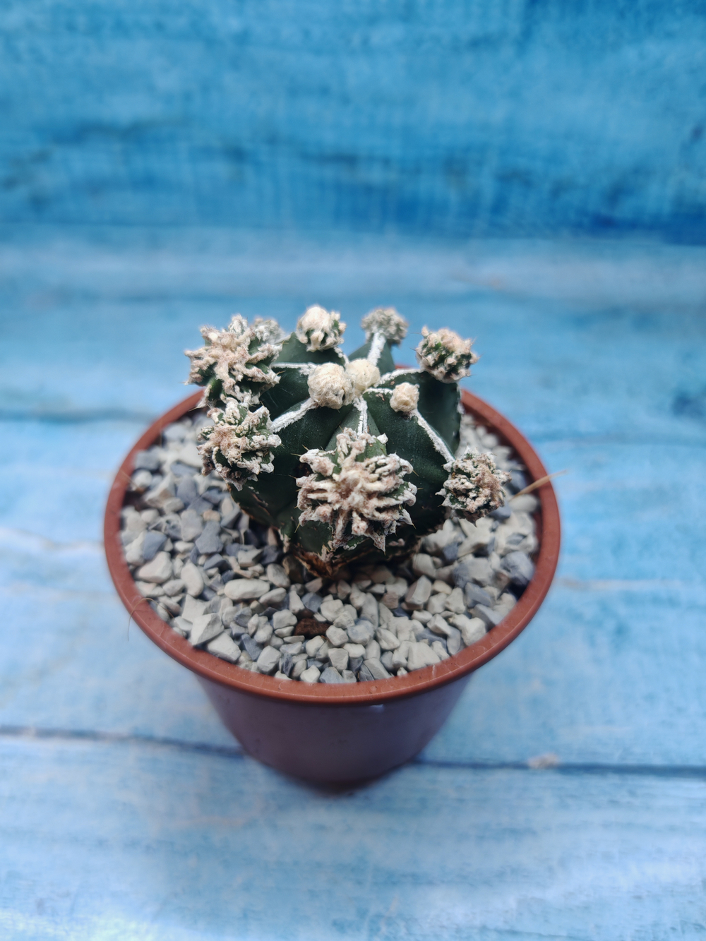 Astrophytum Myriostigma "Hakujo Fukuryu" (Астрофитум)