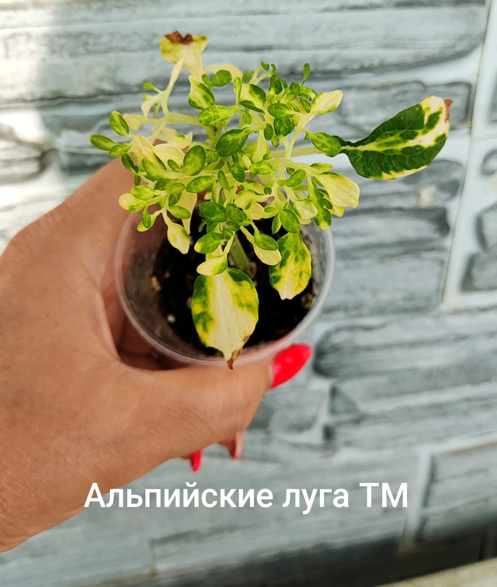 Альпийские луга ТМ колеус