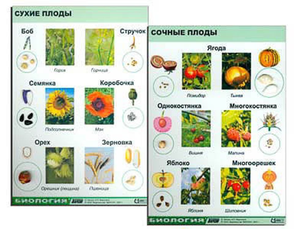 Коллекция "Семена и плоды" для биологии