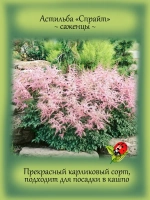 Астильба Спрайт Карликовая