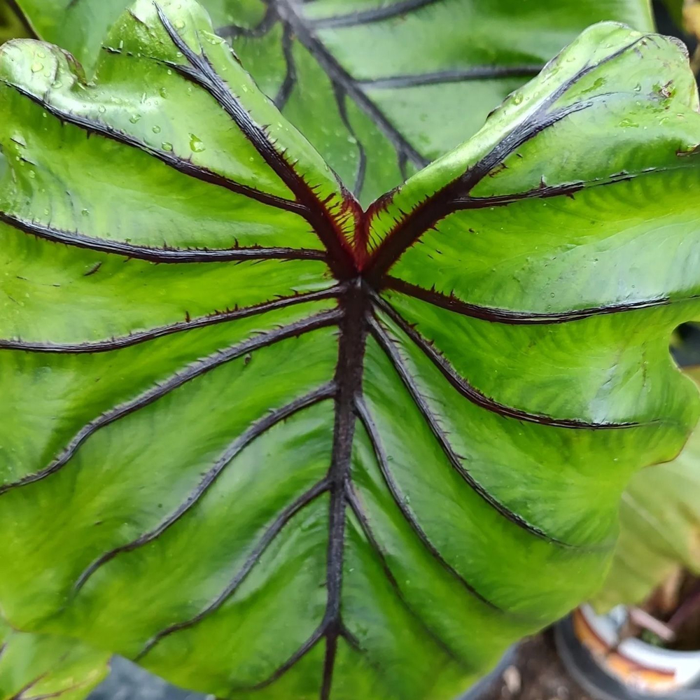 Колоказия Маска Фараона (Colocasia Pharao's Mask) корневище