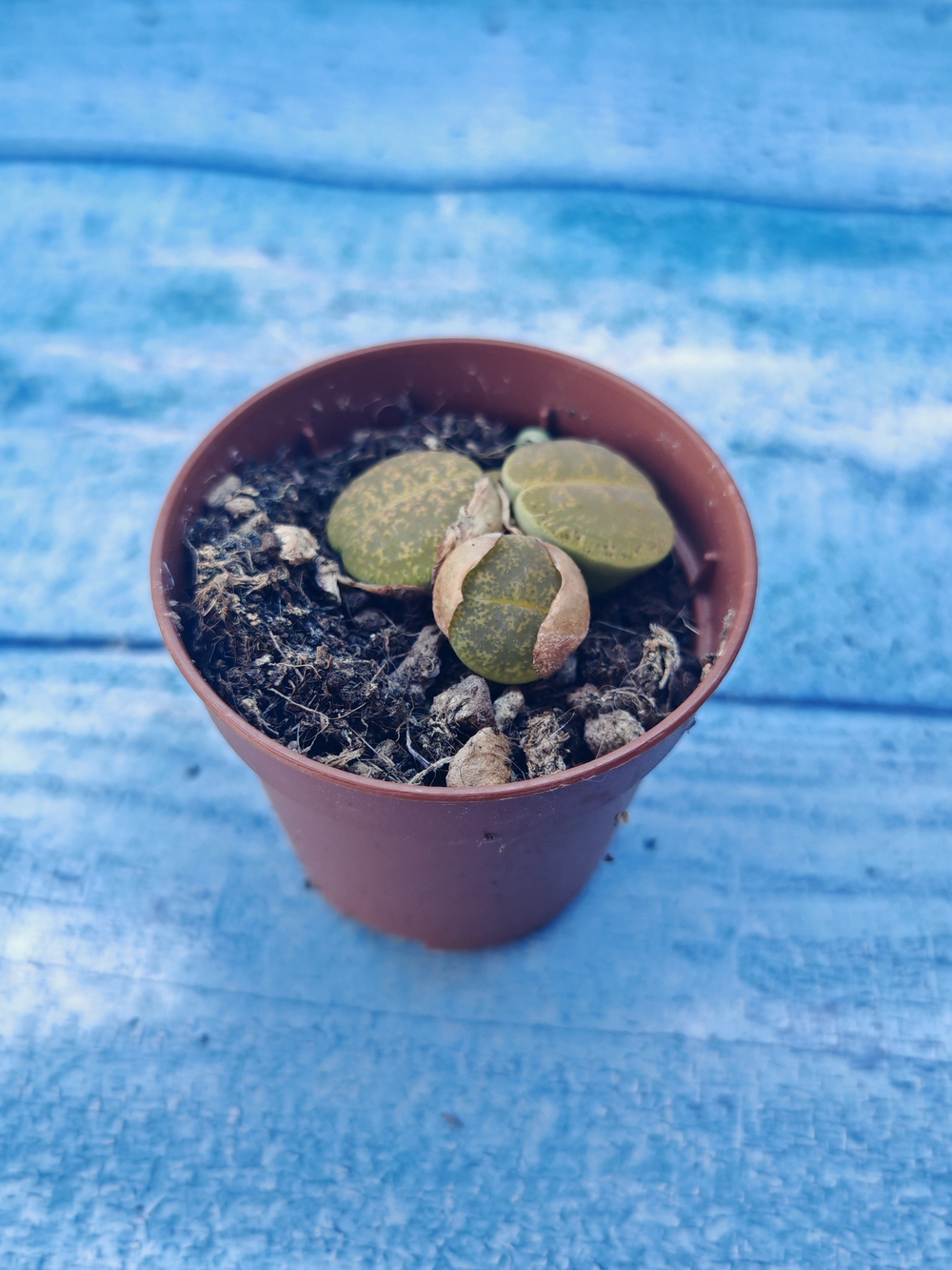 Lithops sp. (Литопсы)