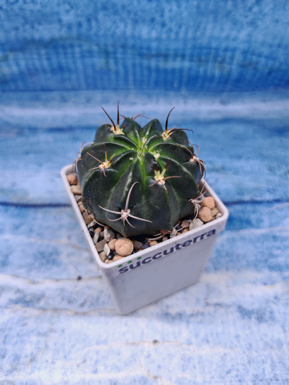 Lobivia Akersii (Лобавия)