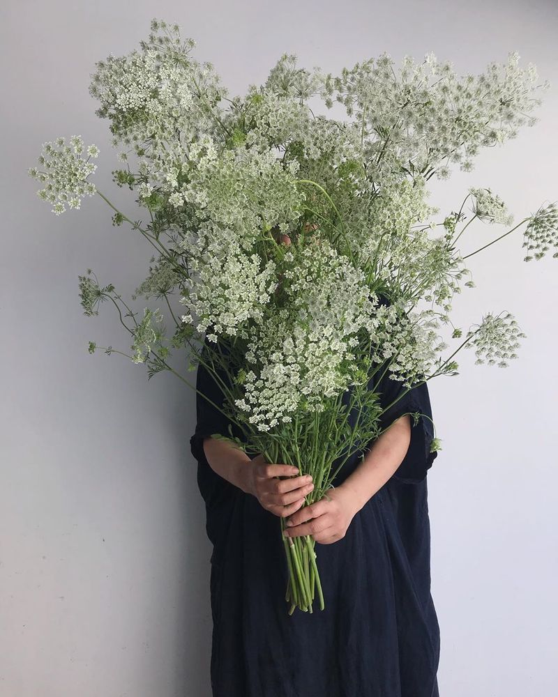 Амми