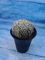 Astrophytum Asterias (Астрофитум)