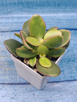 Crassula Ovata Sunset (Крассула)