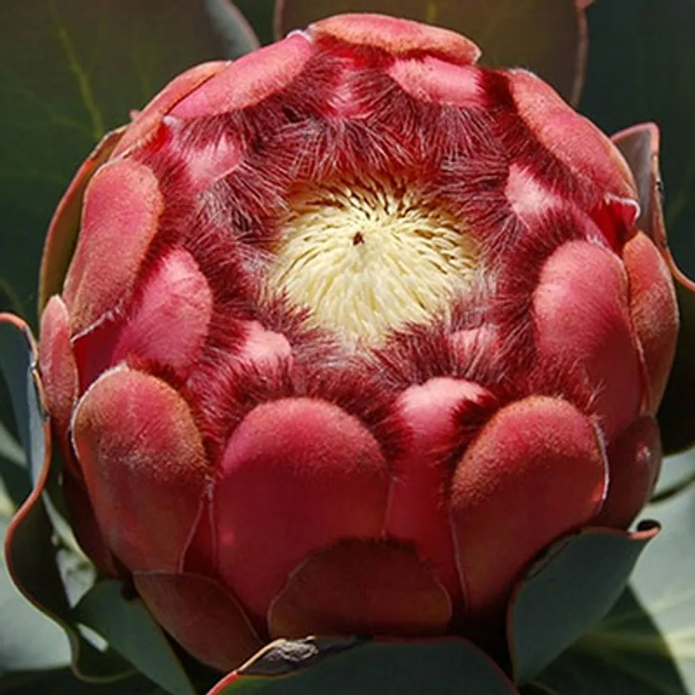 Протея Protea Grandiceps семена