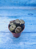 Lithops sp. (Литопсы)