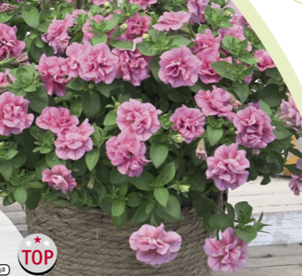 ЕВРО Петуния SweetSunshine® Compact Pink Red Veins укоренный черенок начало/середина февраля поставка 15