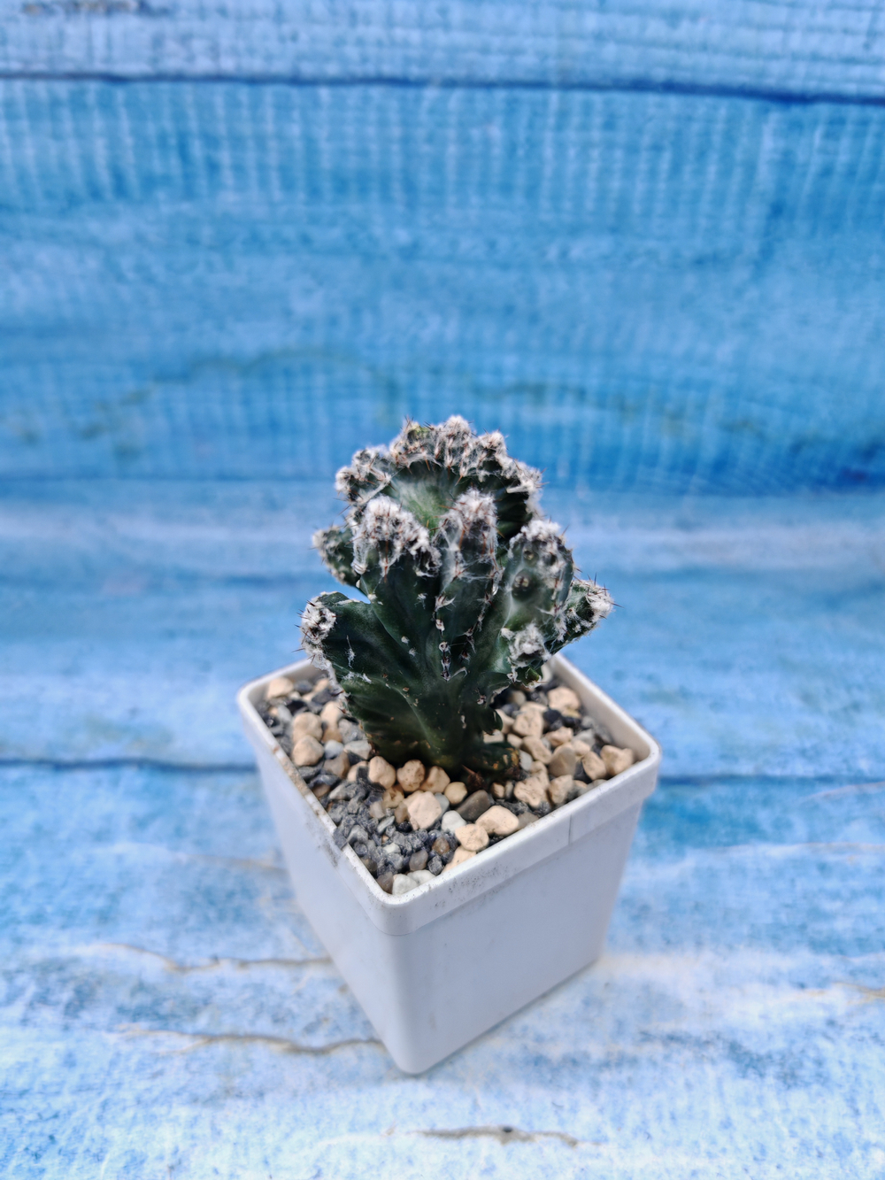 Monvillea Spegazzinii (Монвилея)