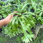 Пиррозия P.LONGIFOLIA MUT