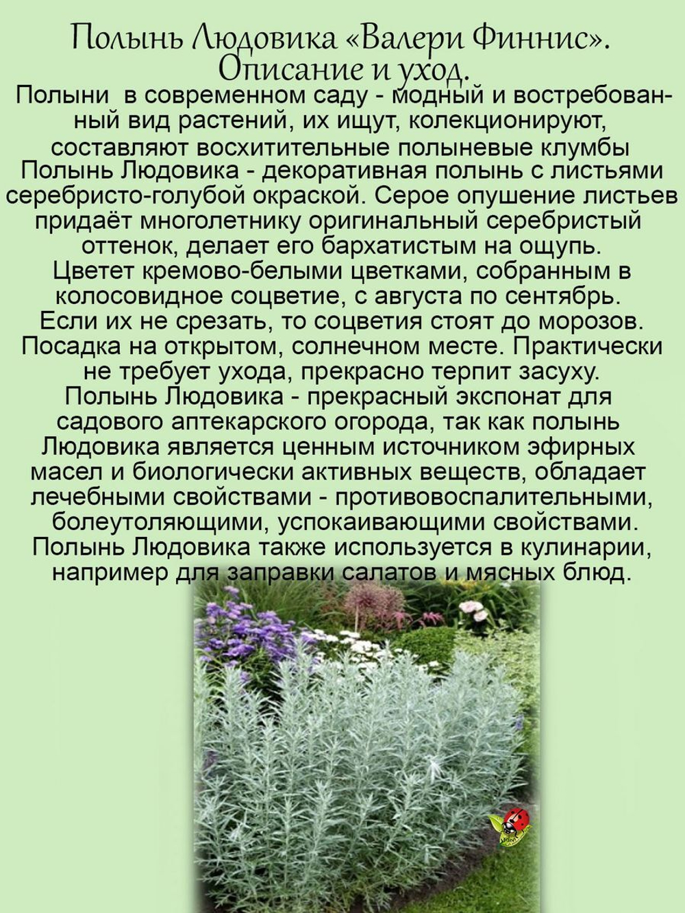 Полынь Людовика Валери Финнис серебристая