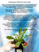 Рукола многолетняя