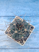 Gymnocalycium Cardenasianum (Гимнокалициум)