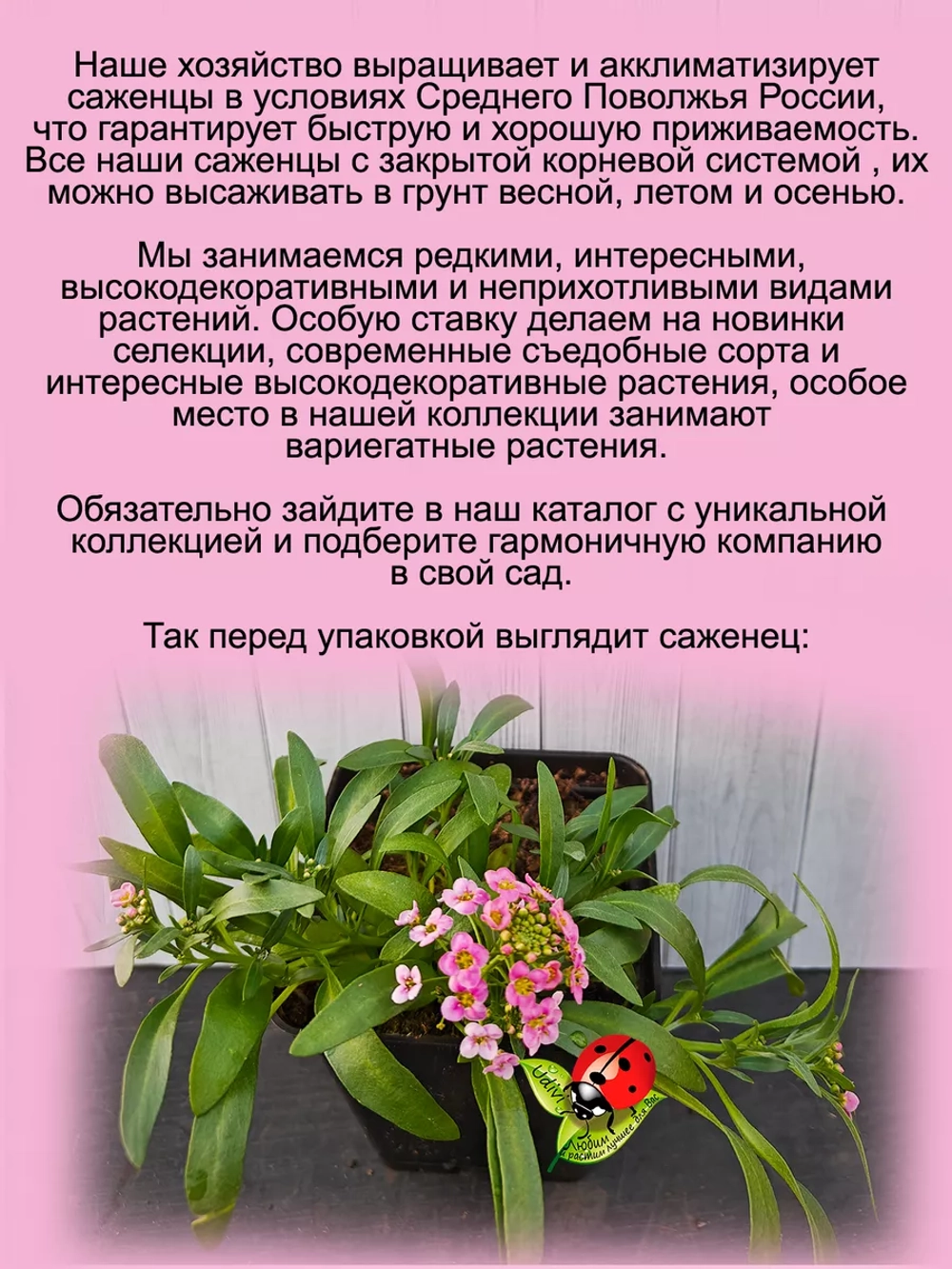 Алиссум Розовый ручей вегетативный лобулярия