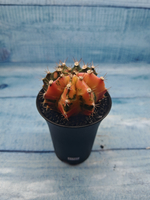 Gymnocalycium Variegata (Гимнокалициум Вариегатный)