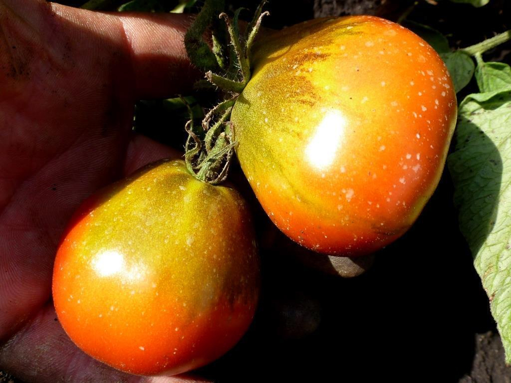 Помидоры Black Pear - Чёрная Груша