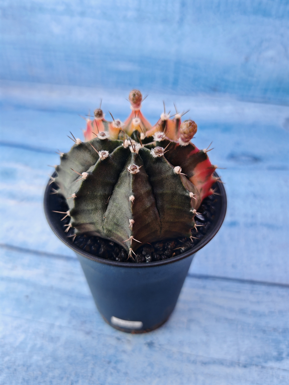 Gymnocalycium Variegata (Гимнокалициум Вариегатный)