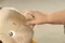 Игрушка мягкая развивающая двуязычная Chicco Говорящий мишка Teddy