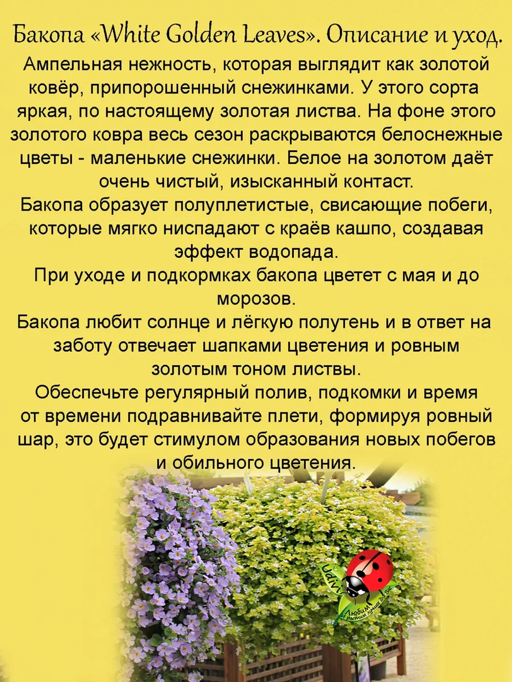 Бакопа Белая с золотыми листьями Вайт Голден Ливес