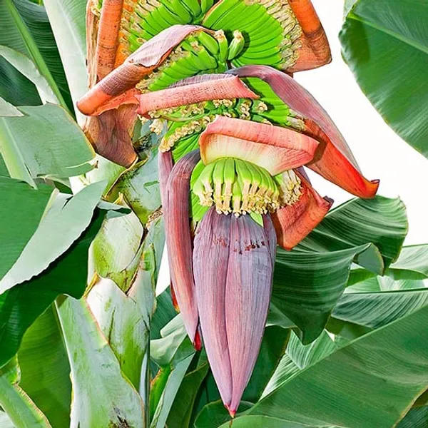 Банан заострённый (Musa acuminata) семена 3 шт