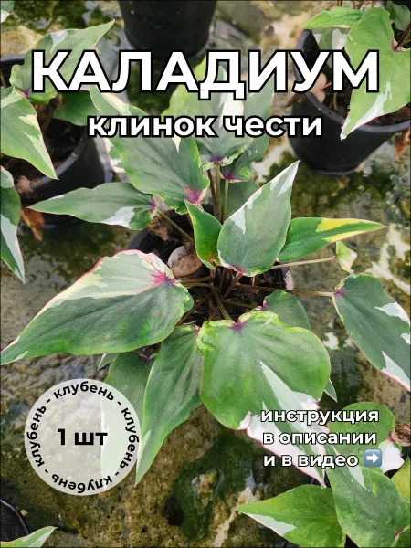 Каладиум Клинок чести клубень 2025г