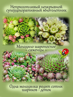 Молодило шароносное каменная роза многолетник