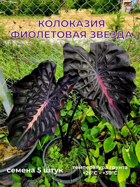 Колоказия Фиолетовая звезда семена 5 штуки