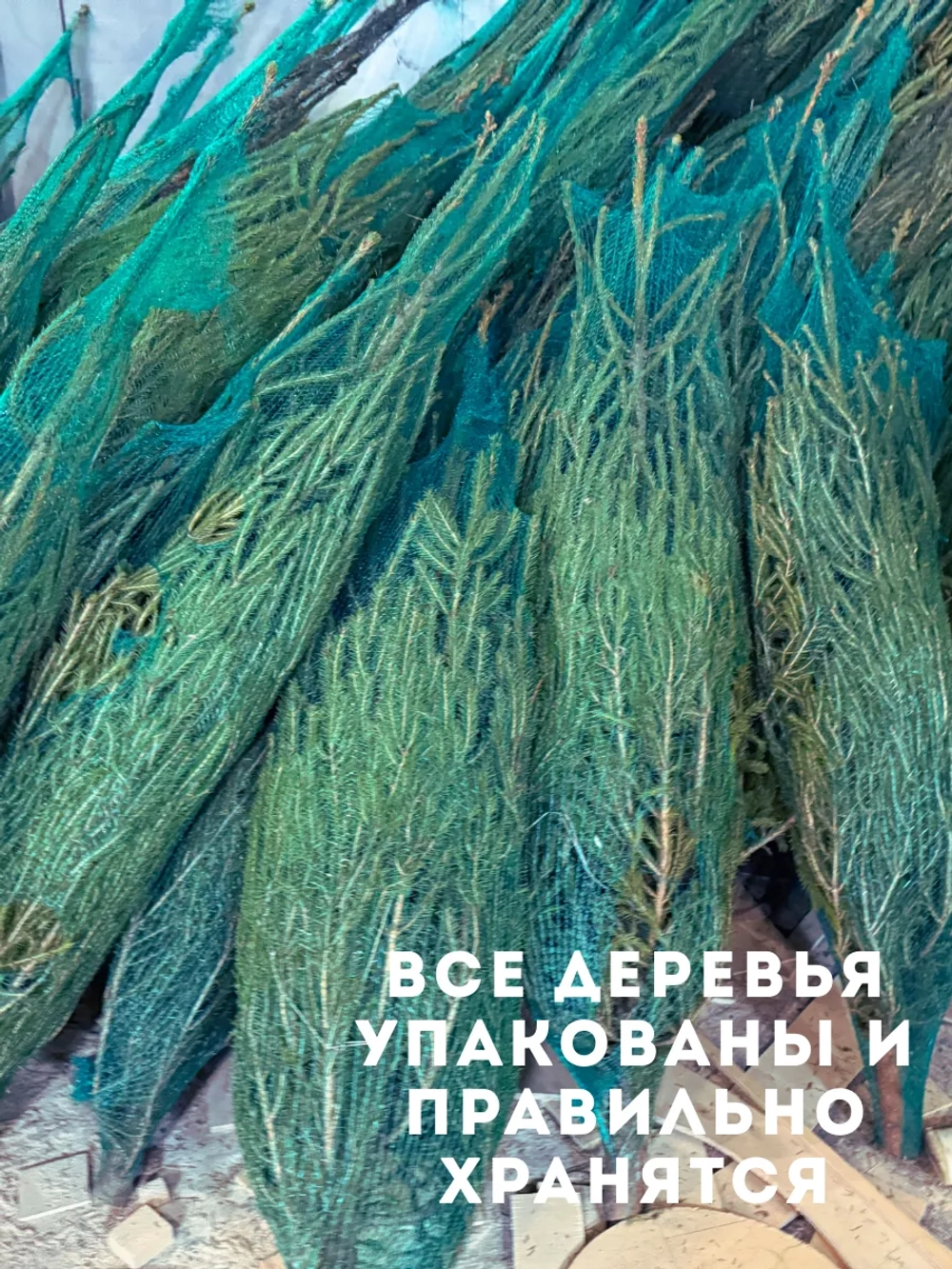 Ель новогодняя живая срубленая