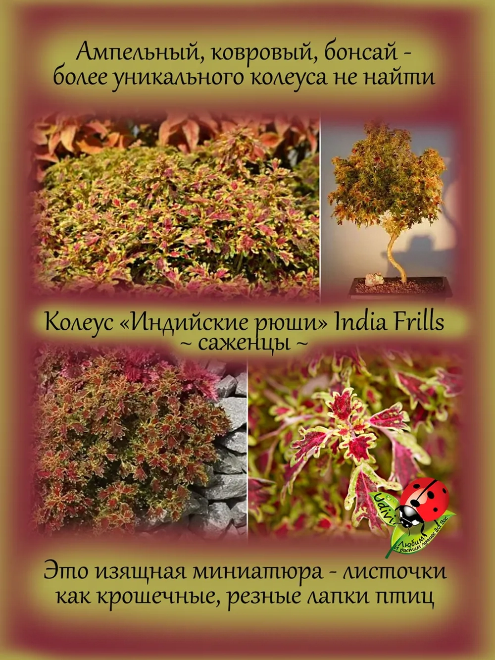Колеус Индийские рюши Индиа Фриллс ампельный