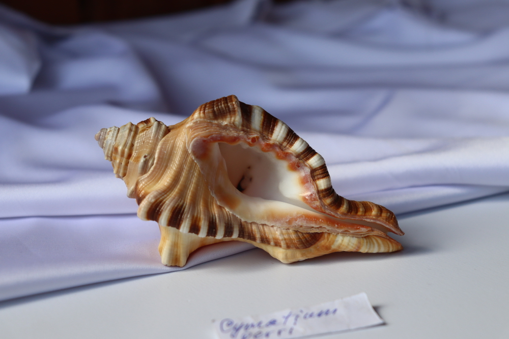 Циматиум перри (Cymatium perryi) 11 см., 1шт.