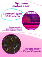 Семена Эустома высокорослая многолетняя Белая, Лизиантус комнатный + торфяные таблетки Jiffy в подарок, 5шт