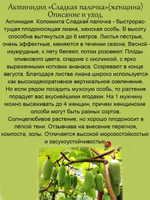 Актинидия Сладкая палочка женский сорт
