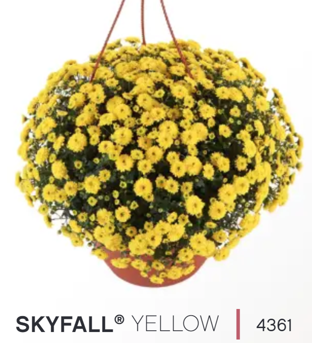 ЕВРО Хризантема мультифлора ампельная Skyfall Yellow ОКС укорененный черенок конец марта - апрель
