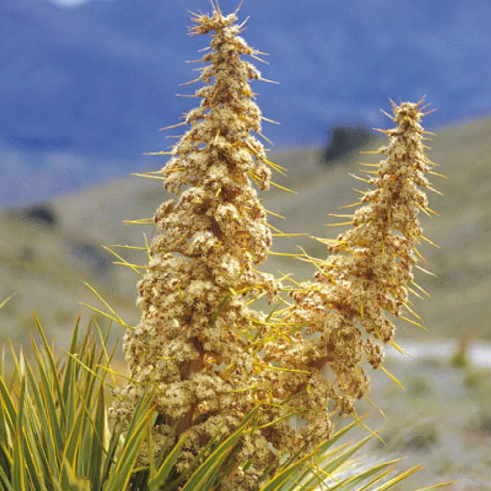 Aciphylla Aurea семена