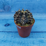 Gymnocalycium Friedrichii (Гимнокалициум)