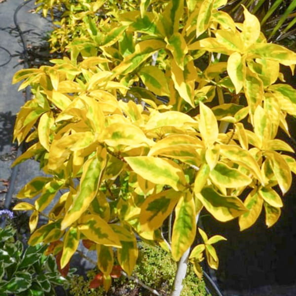 Граптофиллум расписной желтый – Graptophyllum pictum golden (13)