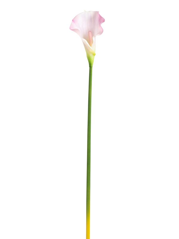 Цветок декоративный Fiebiger Floristik: Калла, 206317-400