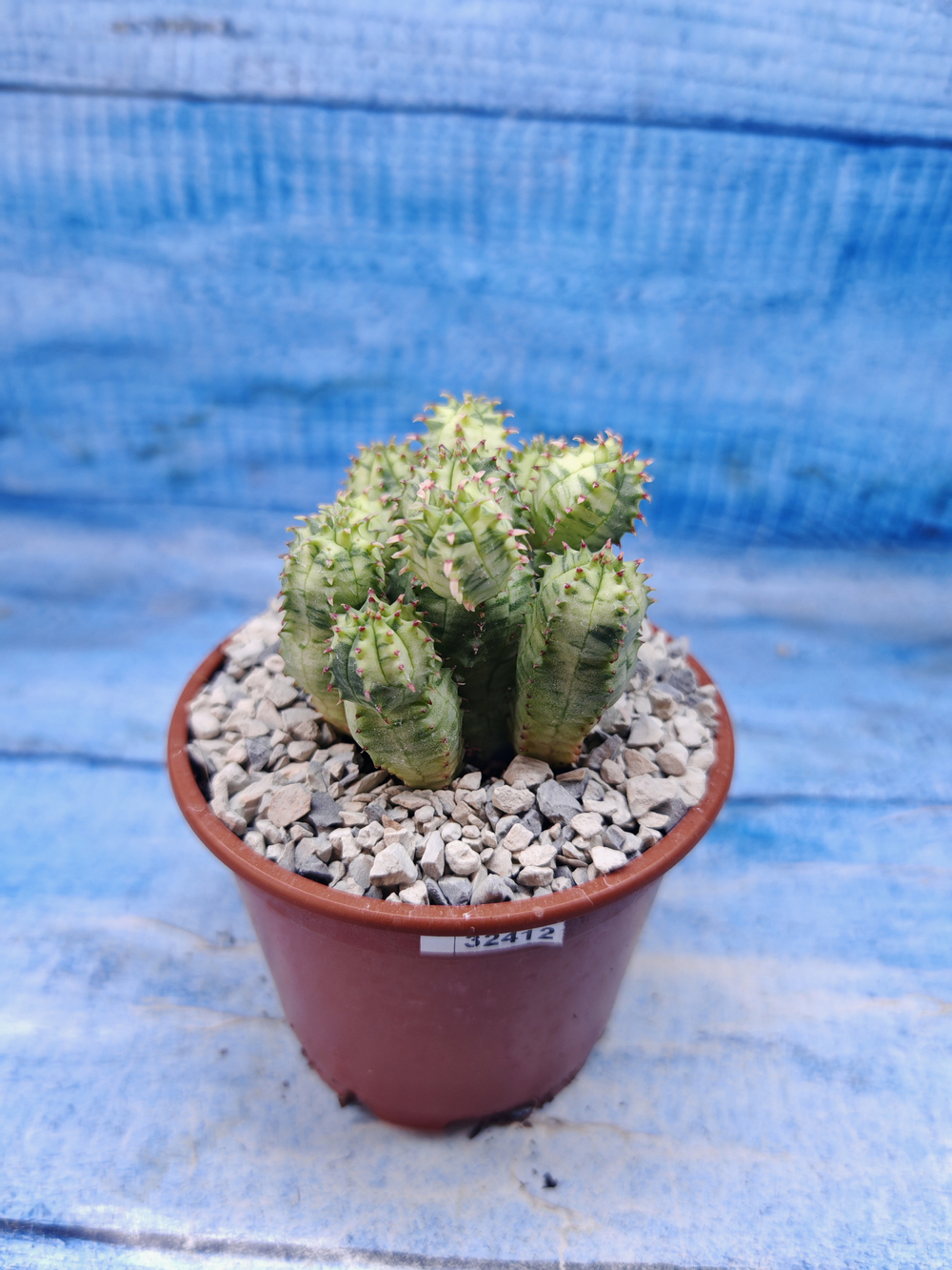 Euphorbia Pseudoglobosa variagate (Эуфорбия)
