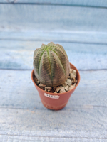 Euphoria Obesa (Эуфорбия)