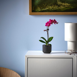 IKEA PHALAENOPSIS  (ИКЕА ПХАЛАЕНОПСИС)  -  Горшечное растение - орхидея, разные цвета, 6 см